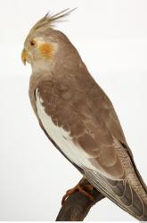 Upper Body Cockatiel